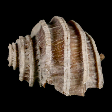 1.8" Ecphora Gardnerae Gastropod Fossil Shell Lee Creek Miocene Epoch North Carolina - Fossil Age Minerals