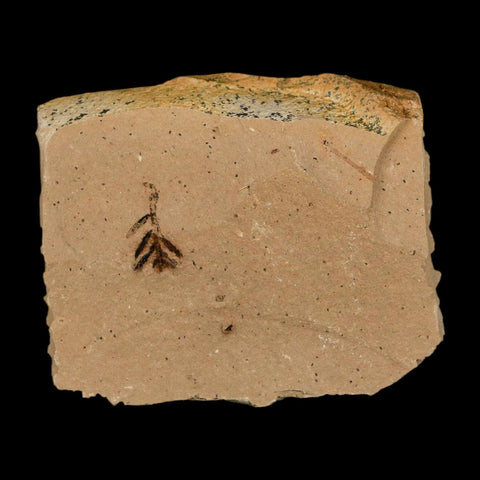1.3" Detailed Fossil Plant Leafs Metasequoia Dawn Redwood Oligocene Age MT COA - Fossil Age Minerals