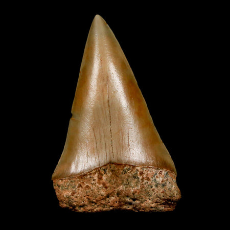 2" Quality Hastalis Mako Tooth Serrated Fossil Natural Miocene Age COA