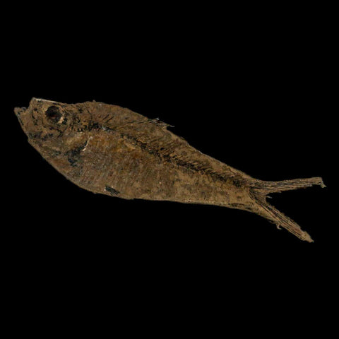 XL 4.2" Diplomystus Dentatus Fossil Fish Green River FM WY Eocene Age COA, Stand - Fossil Age Minerals