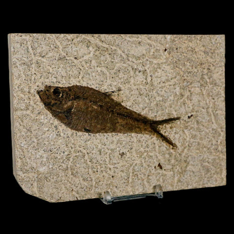 XL 4.2" Diplomystus Dentatus Fossil Fish Green River FM WY Eocene Age COA, Stand - Fossil Age Minerals