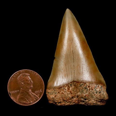 2" Quality Hastalis Mako Tooth Serrated Fossil Natural Miocene Age COA - Fossil Age Minerals