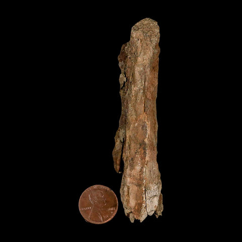 3.7" Tyrannosaurus Rex Fossil Bone Dinosaur Lance Creek Formation Wyoming COA