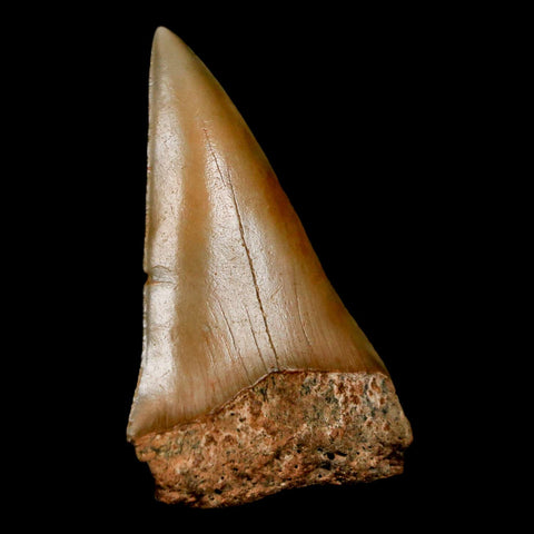 2" Quality Hastalis Mako Tooth Serrated Fossil Natural Miocene Age COA - Fossil Age Minerals