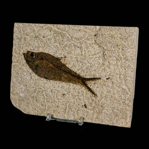 XL 4.2" Diplomystus Dentatus Fossil Fish Green River FM WY Eocene Age COA, Stand - Fossil Age Minerals