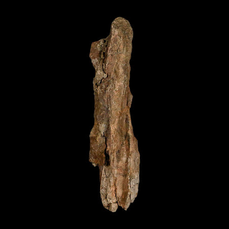 3.7" Tyrannosaurus Rex Fossil Bone Dinosaur Lance Creek Formation Wyoming COA