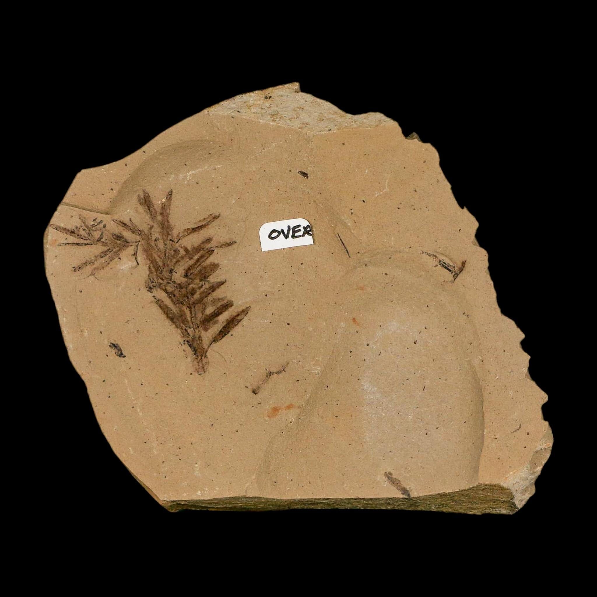 Two 2 Detailed Fossil Plant Leafs Metasequoia Dawn Redwood Oligocene Age MT COA - Fossil Age Minerals