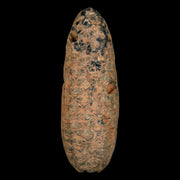 XXL 2.5" Fossil Pine Cone Equicalastrobus Replaced By Agate Eocene Age Seeds Fruit