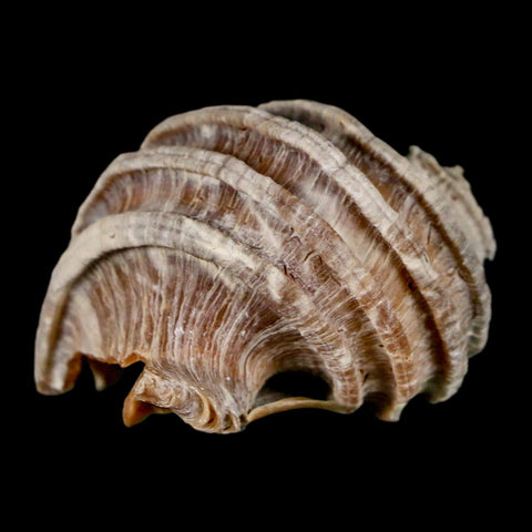 1.8" Ecphora Gardnerae Gastropod Fossil Shell Lee Creek Miocene Epoch North Carolina - Fossil Age Minerals