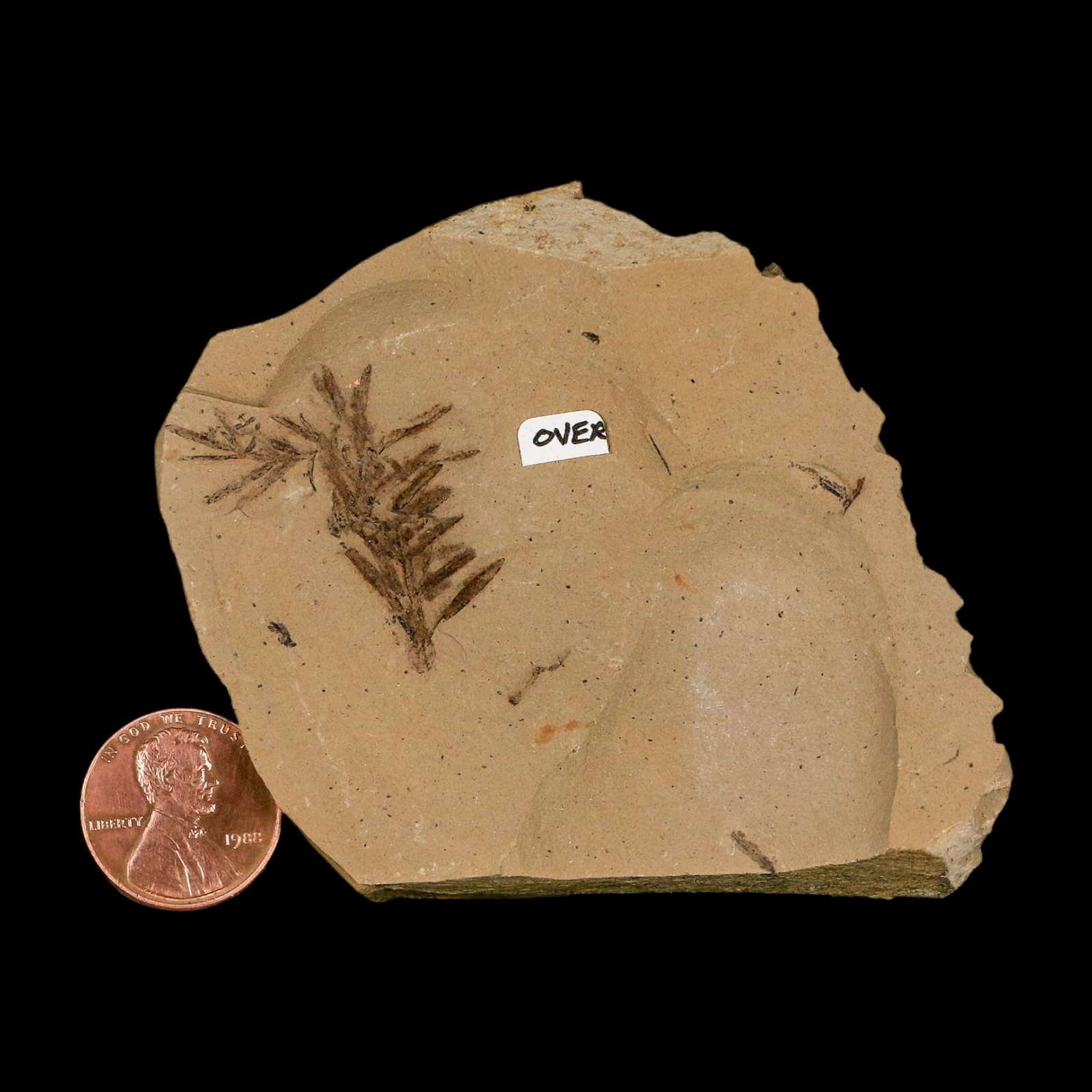 Two 2 Detailed Fossil Plant Leafs Metasequoia Dawn Redwood Oligocene Age MT COA - Fossil Age Minerals