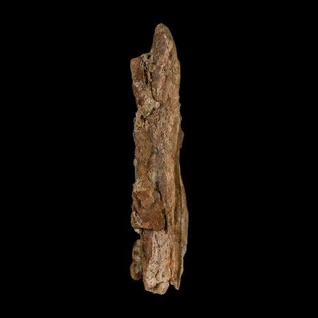 3.7" Tyrannosaurus Rex Fossil Bone Dinosaur Lance Creek Formation Wyoming COA