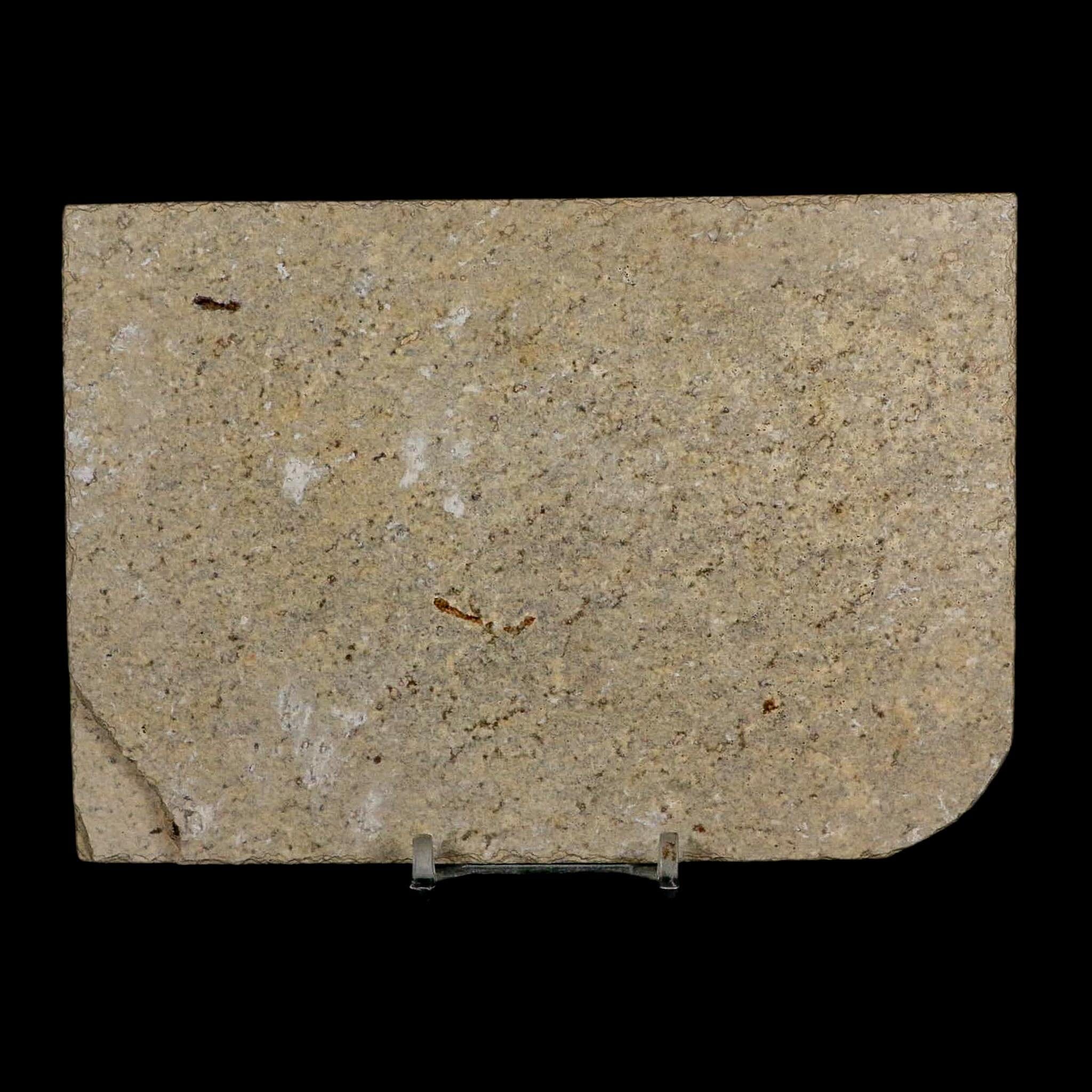 XL 4.2" Diplomystus Dentatus Fossil Fish Green River FM WY Eocene Age COA, Stand - Fossil Age Minerals
