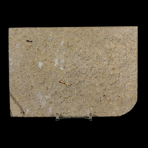 XL 4.2" Diplomystus Dentatus Fossil Fish Green River FM WY Eocene Age COA, Stand - Fossil Age Minerals