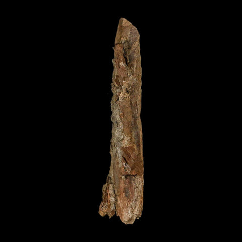 3.7" Tyrannosaurus Rex Fossil Bone Dinosaur Lance Creek Formation Wyoming COA