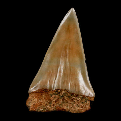 2" Quality Hastalis Mako Tooth Serrated Fossil Natural Miocene Age COA - Fossil Age Minerals