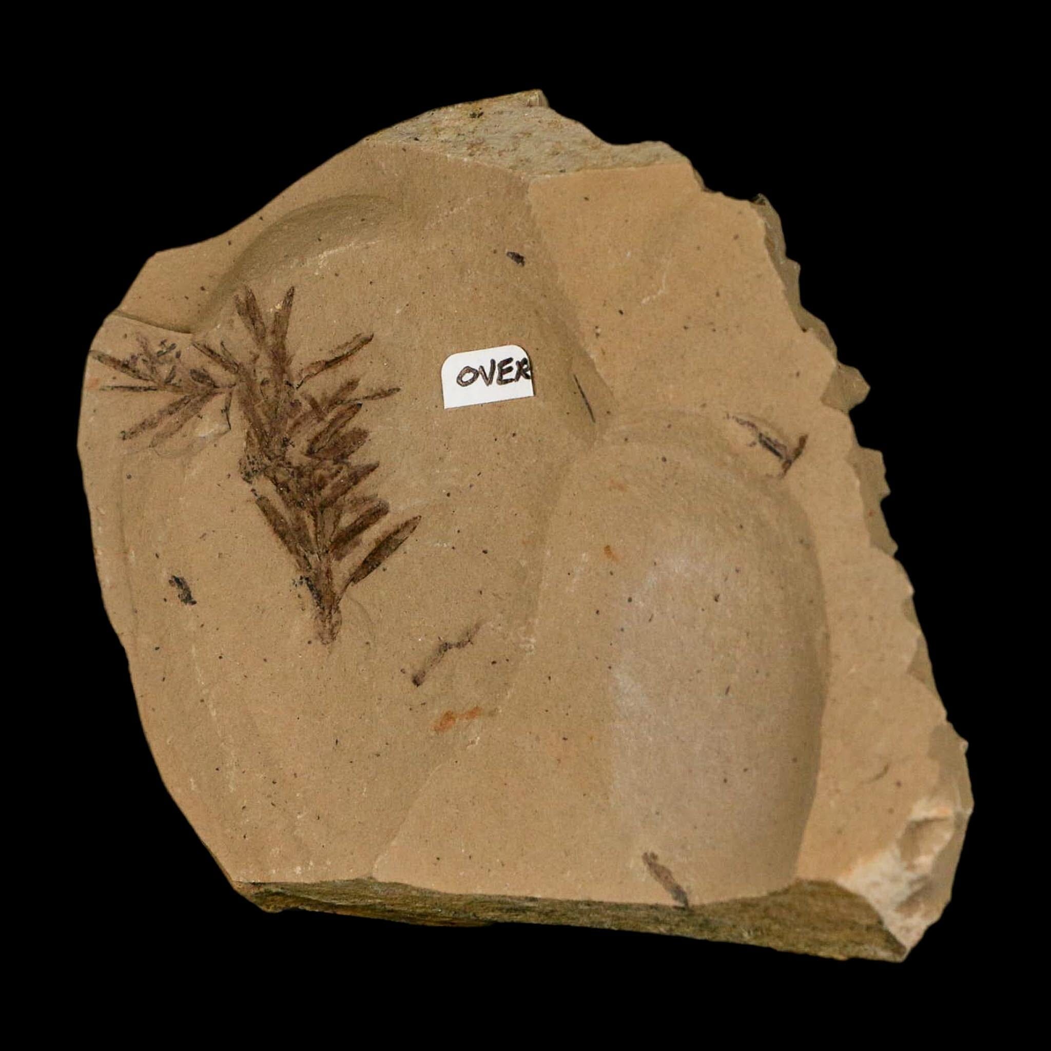 Two 2 Detailed Fossil Plant Leafs Metasequoia Dawn Redwood Oligocene Age MT COA - Fossil Age Minerals