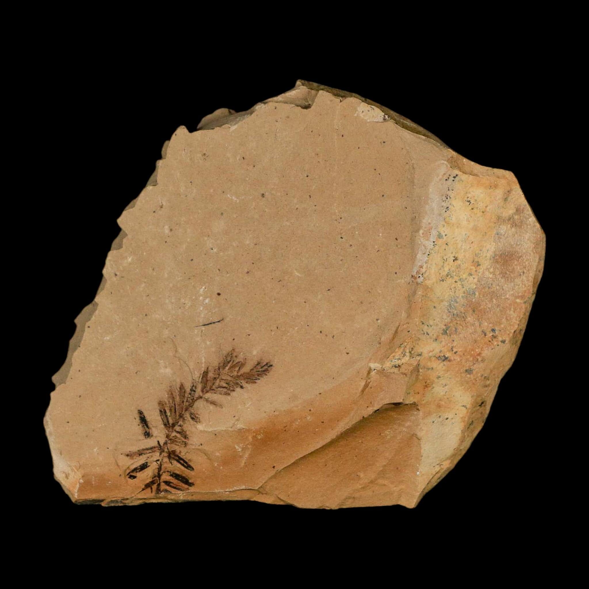 Two 2 Detailed Fossil Plant Leafs Metasequoia Dawn Redwood Oligocene Age MT COA - Fossil Age Minerals