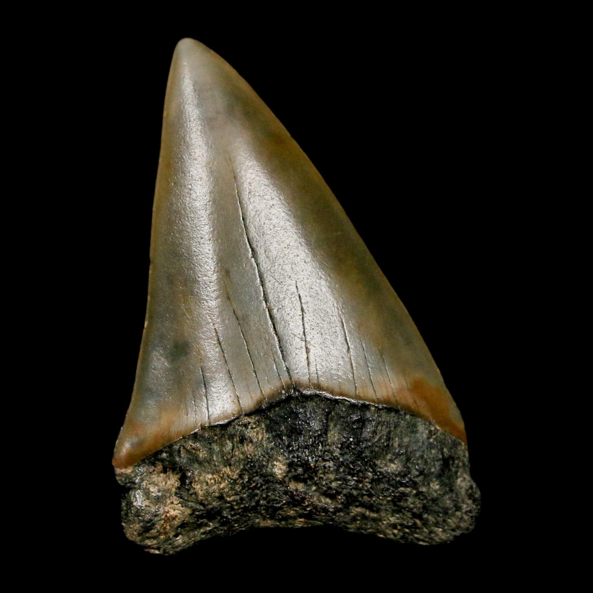 1.9" Quality Hastalis Mako Tooth Serrated Fossil Natural Miocene Age COA - Fossil Age Minerals