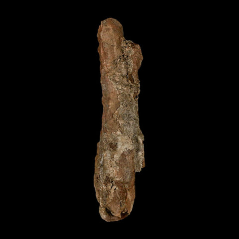3.7" Tyrannosaurus Rex Fossil Bone Dinosaur Lance Creek Formation Wyoming COA