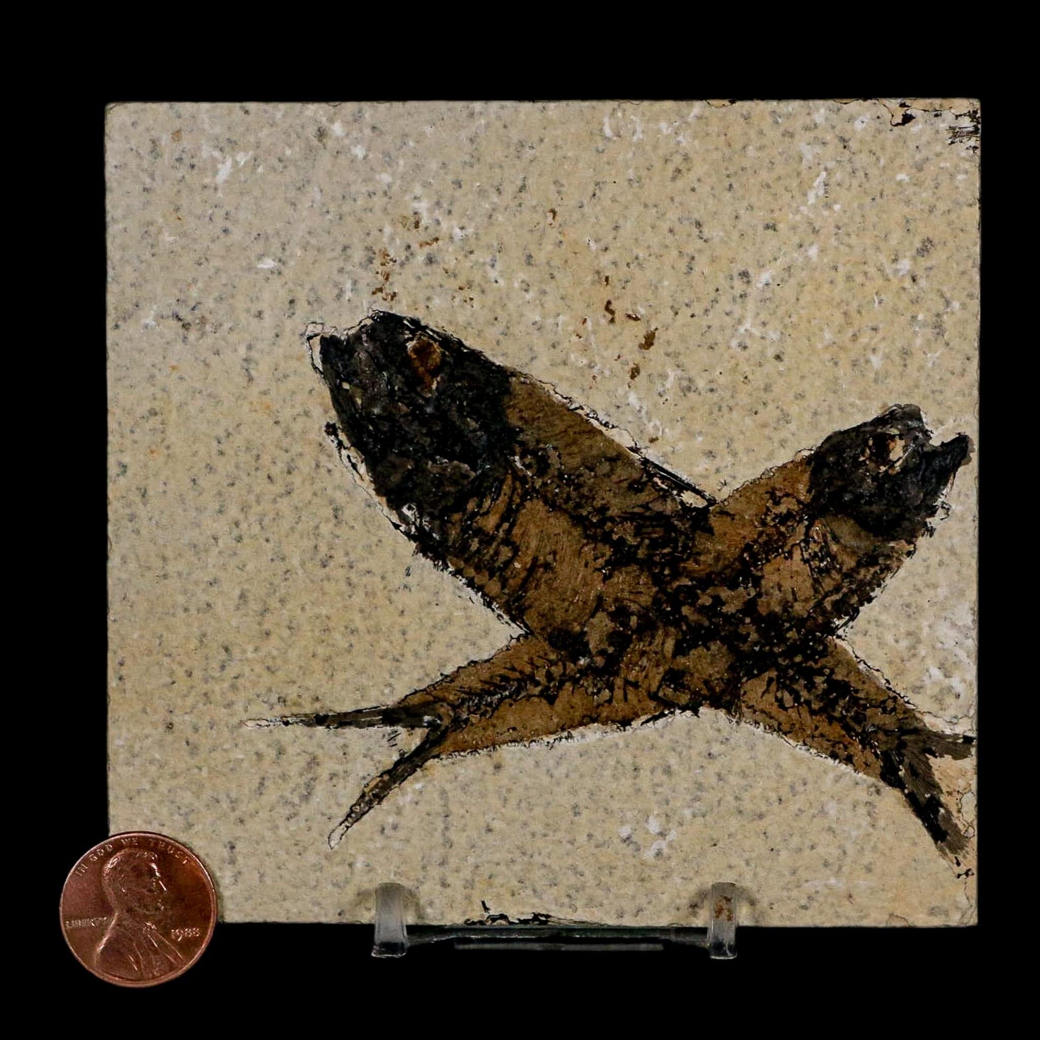 2 Two Knightia Eocaena Fossil Fish Green River FM Wyoming Eocene Age COA & Stand - Fossil Age Minerals