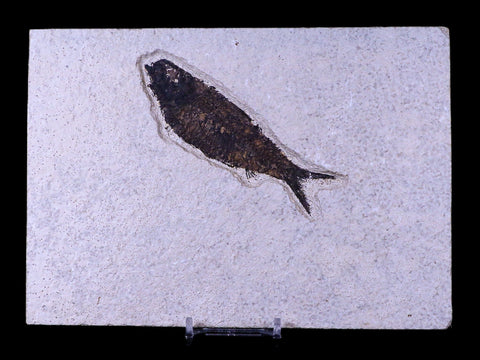 XL 4.1" Knightia Eocaena Fossil Fish Green River FM WY Eocene Age COA & Stand - Fossil Age Minerals