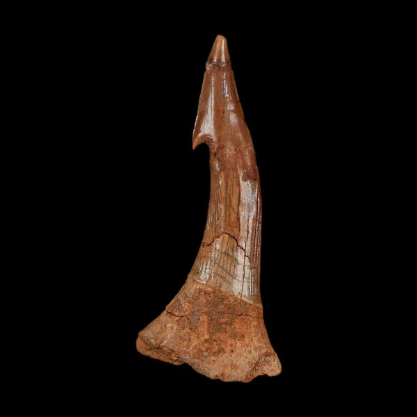 XL 2.6