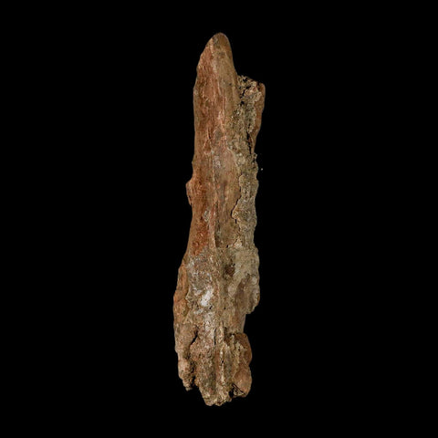 3.7" Tyrannosaurus Rex Fossil Bone Dinosaur Lance Creek Formation Wyoming COA