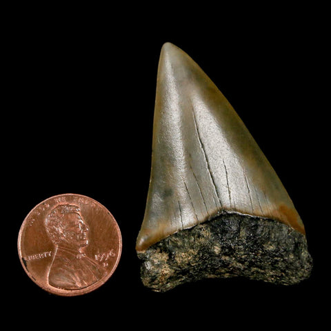 1.9" Quality Hastalis Mako Tooth Serrated Fossil Natural Miocene Age COA - Fossil Age Minerals
