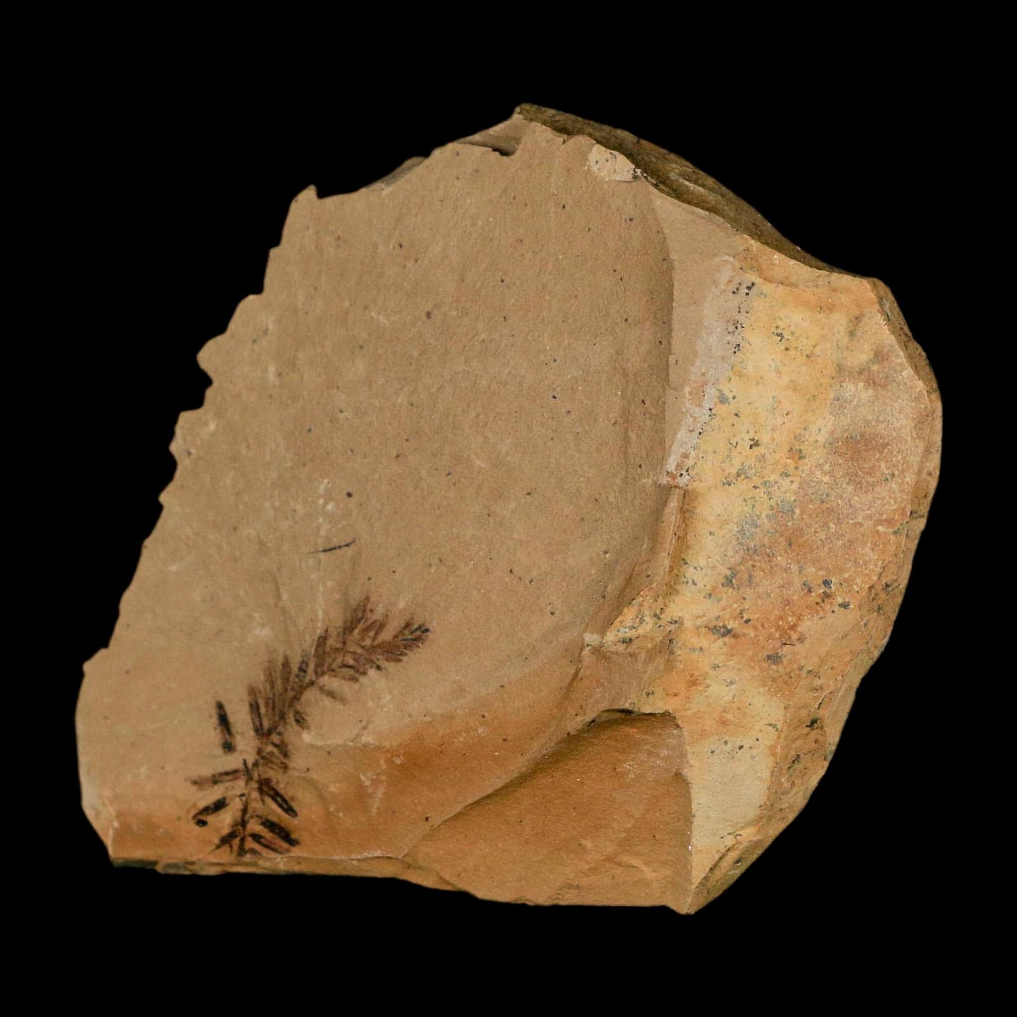 Two 2 Detailed Fossil Plant Leafs Metasequoia Dawn Redwood Oligocene Age MT COA - Fossil Age Minerals