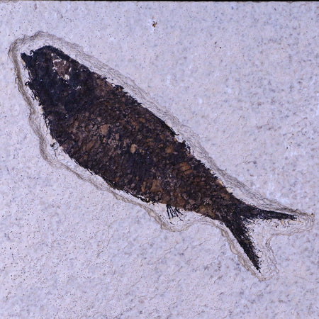 XL 4.1" Knightia Eocaena Fossil Fish Green River FM WY Eocene Age COA & Stand
