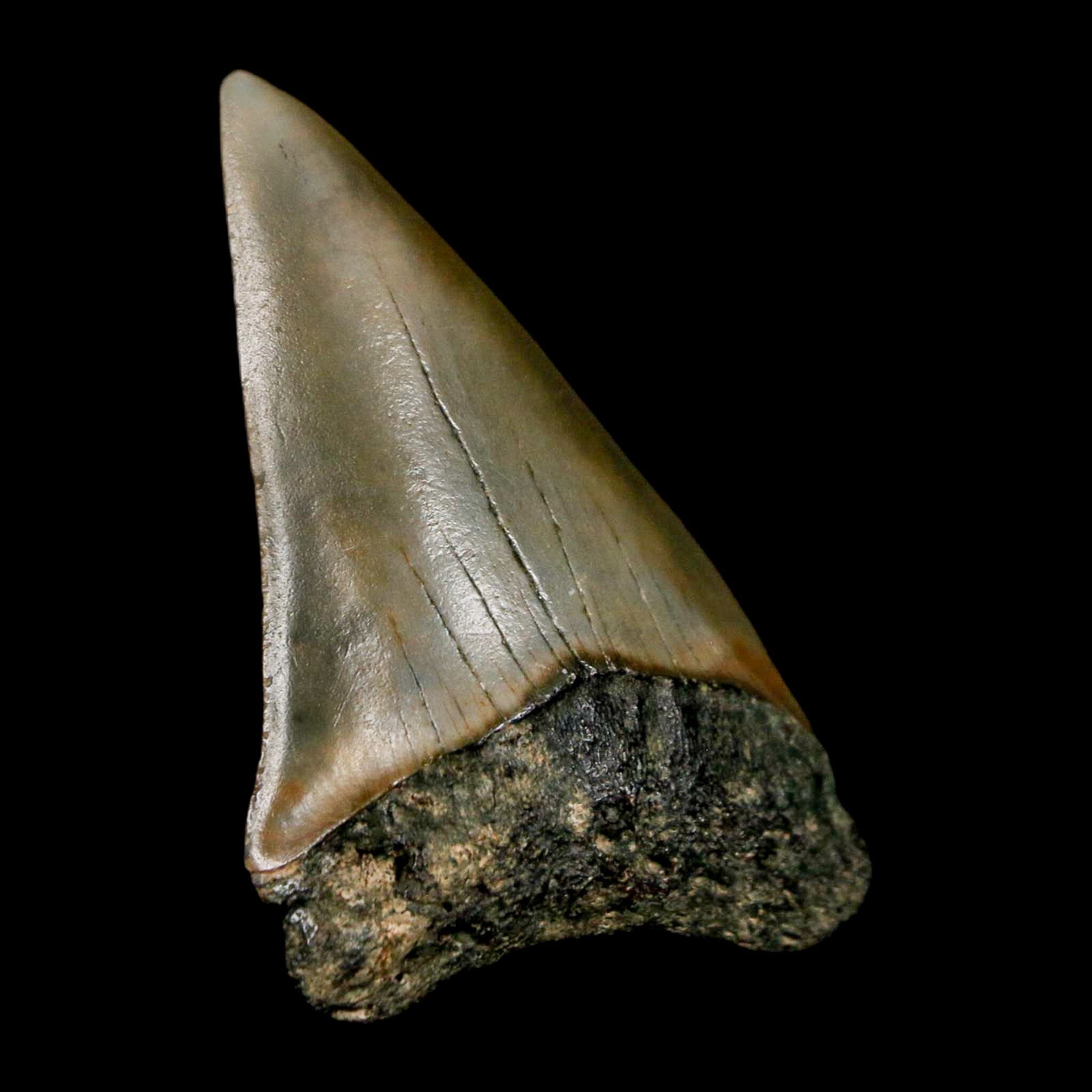 1.9" Quality Hastalis Mako Tooth Serrated Fossil Natural Miocene Age COA - Fossil Age Minerals