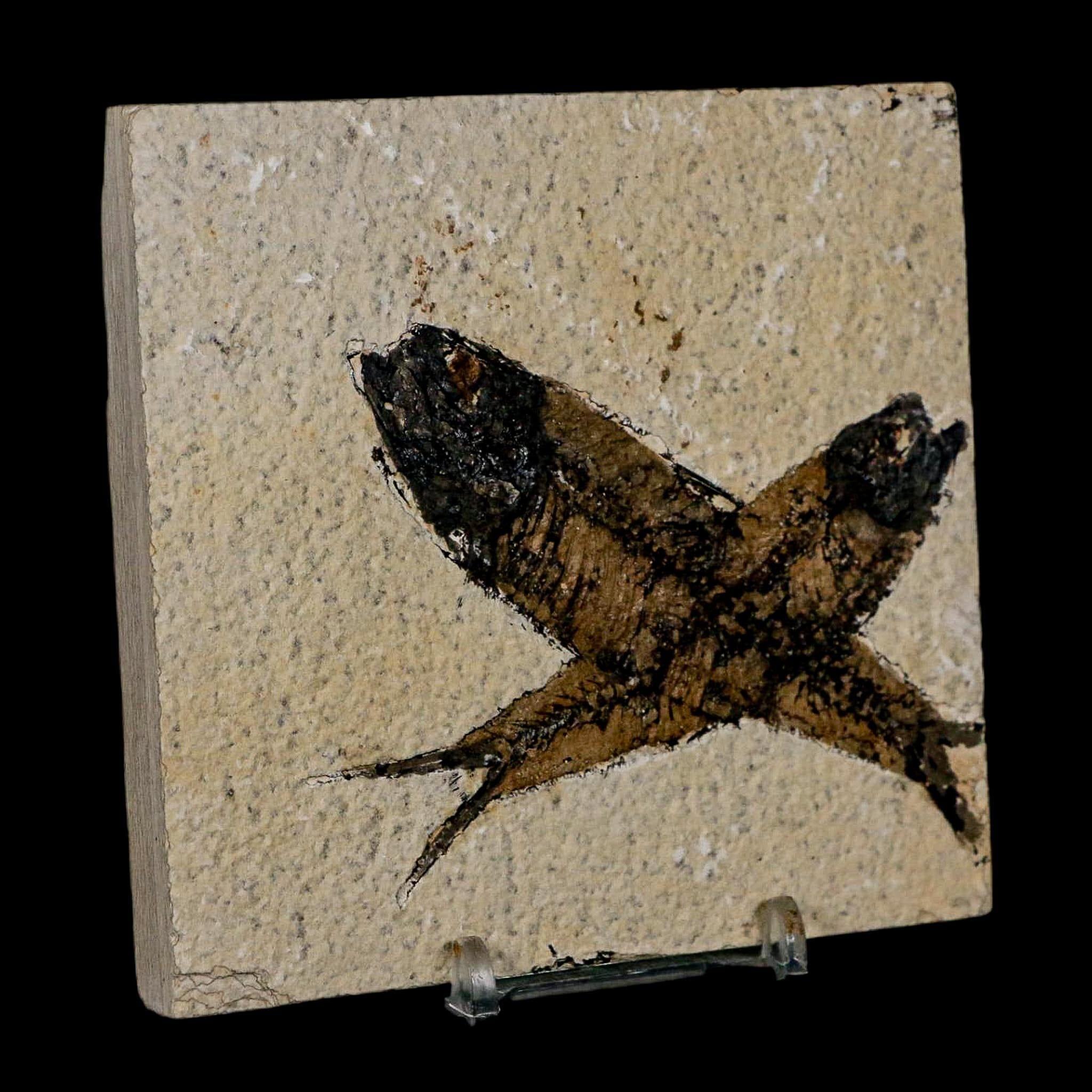 2 Two Knightia Eocaena Fossil Fish Green River FM Wyoming Eocene Age COA & Stand - Fossil Age Minerals