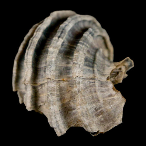 1.6" Ecphora Gardnerae Gastropod Fossil Shell Lee Creek Miocene Epoch North Carolina - Fossil Age Minerals