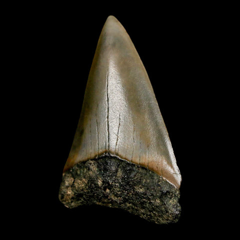 1.9" Quality Hastalis Mako Tooth Serrated Fossil Natural Miocene Age COA - Fossil Age Minerals
