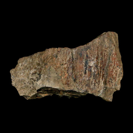 2.4" Tyrannosaurus Rex Fossil Bone Dinosaur Lance Creek Formation Wyoming COA
