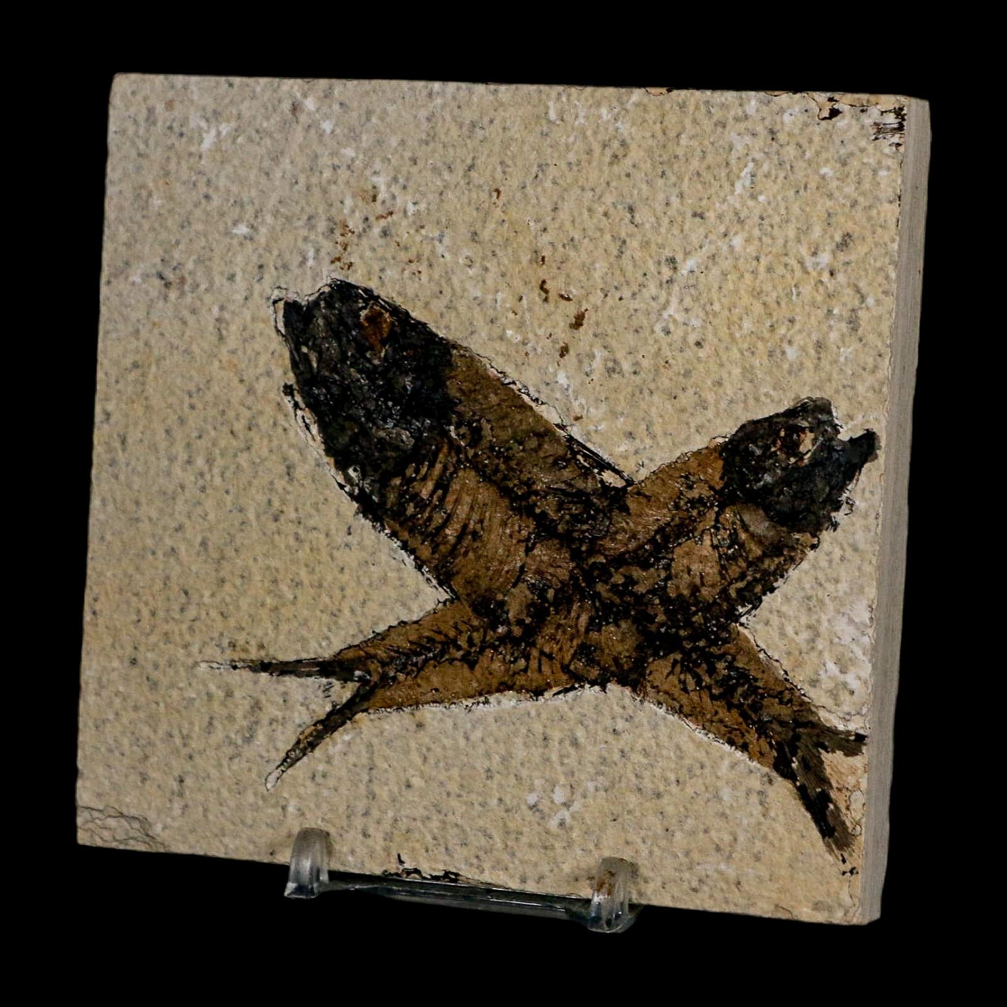 2 Two Knightia Eocaena Fossil Fish Green River FM Wyoming Eocene Age COA & Stand - Fossil Age Minerals