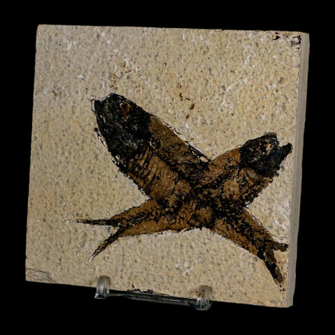 2 Two Knightia Eocaena Fossil Fish Green River FM Wyoming Eocene Age COA & Stand