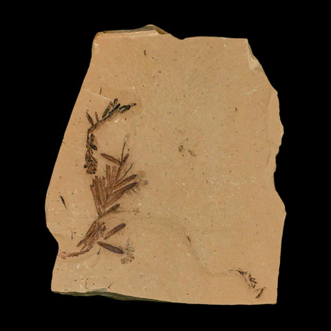 1.7" Detailed Fossil Plant Leafs Metasequoia Dawn Redwood Oligocene Age MT COA - Fossil Age Minerals