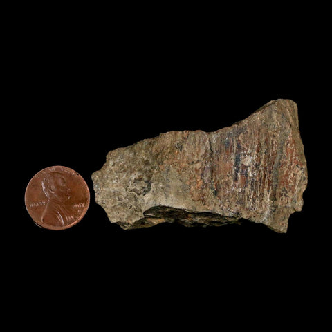 2.4" Tyrannosaurus Rex Fossil Bone Dinosaur Lance Creek Formation Wyoming COA
