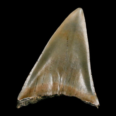 1.9" Quality Hastalis Mako Tooth Serrated Fossil Natural Miocene Age COA - Fossil Age Minerals