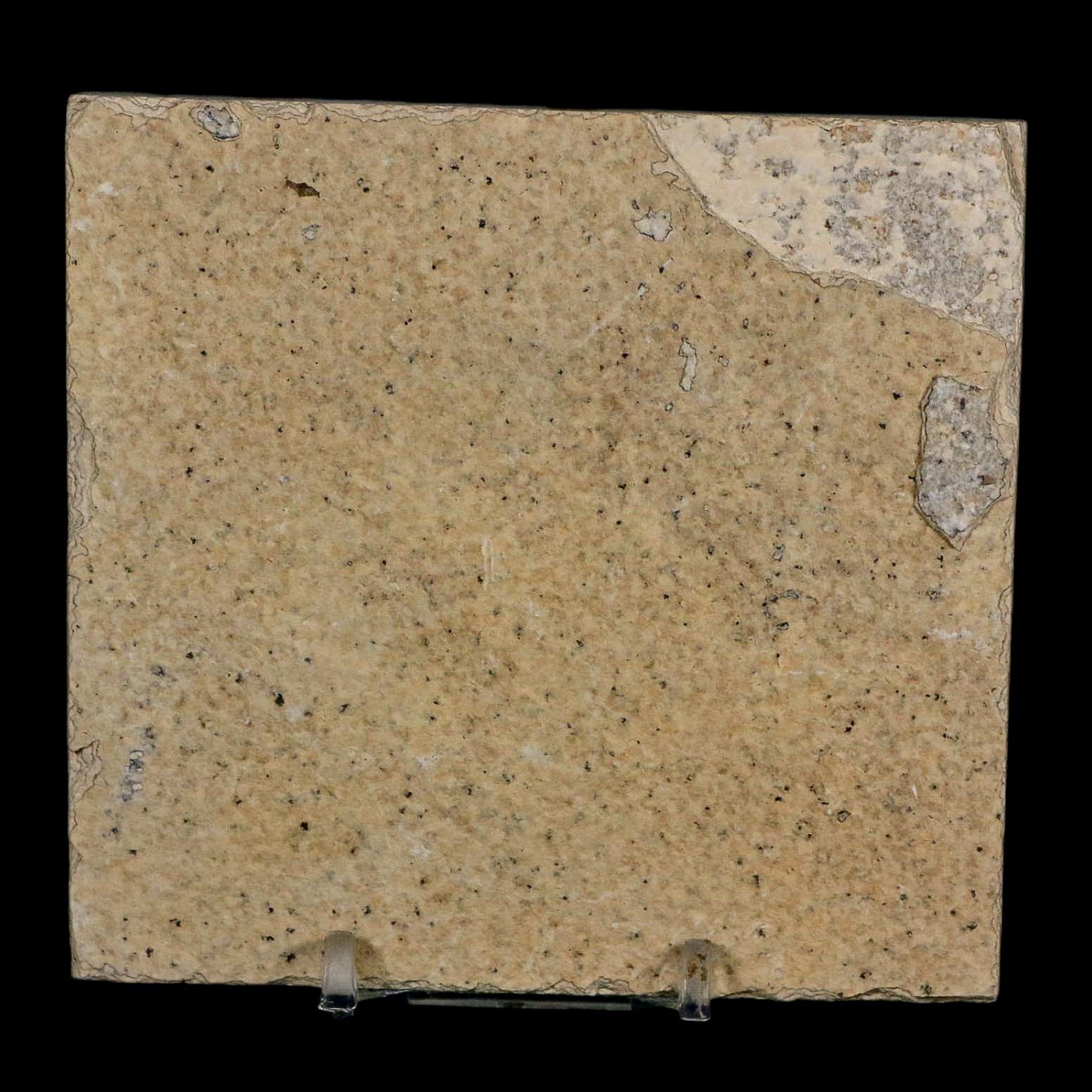 2 Two Knightia Eocaena Fossil Fish Green River FM Wyoming Eocene Age COA & Stand - Fossil Age Minerals