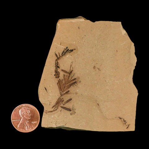 1.7" Detailed Fossil Plant Leafs Metasequoia Dawn Redwood Oligocene Age MT COA - Fossil Age Minerals