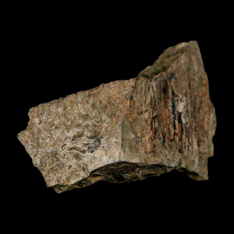 2.4" Tyrannosaurus Rex Fossil Bone Dinosaur Lance Creek Formation Wyoming COA