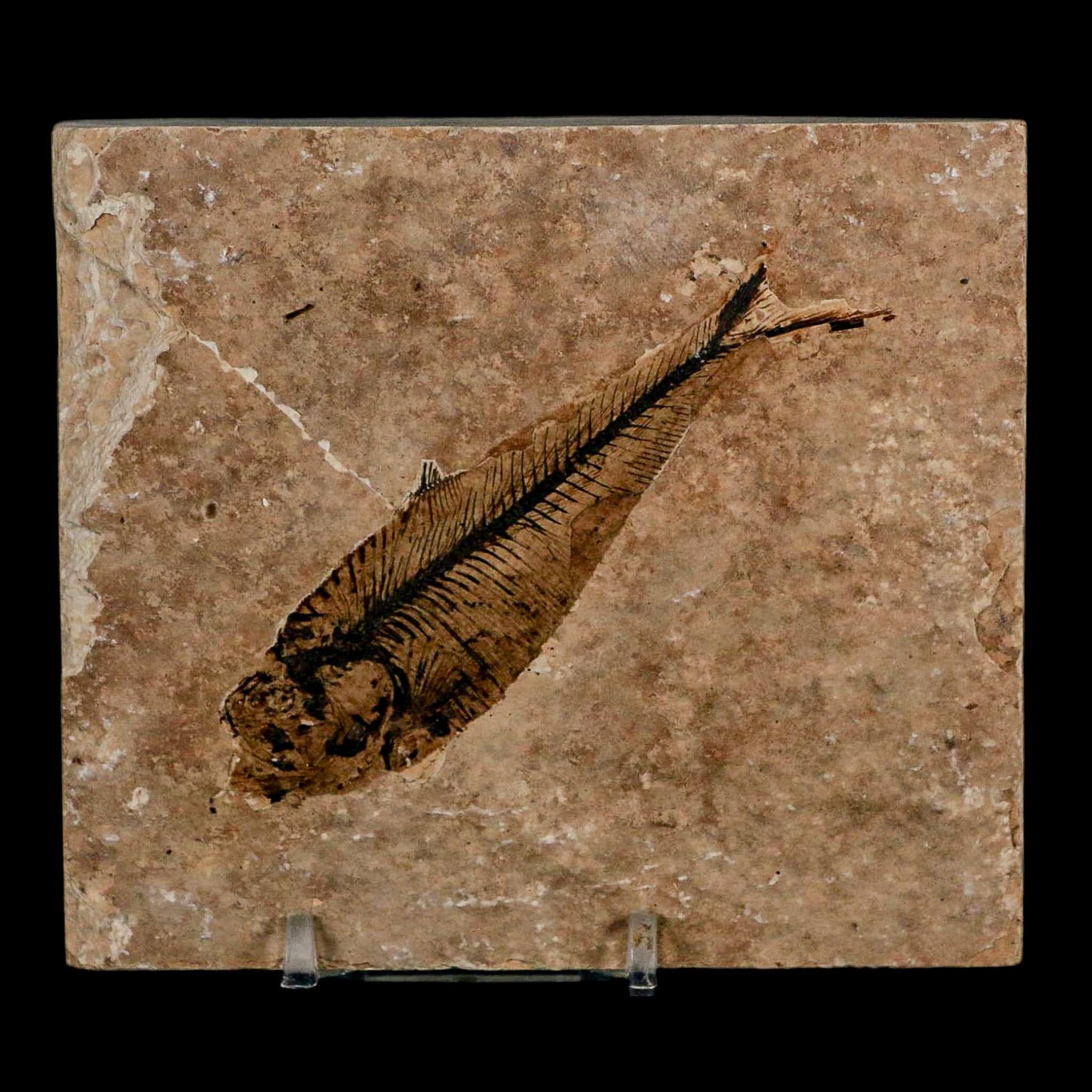 3.7" Diplomystus Dentatus Fossil Fish Green River FM WY Eocene Age COA, Stand - Fossil Age Minerals