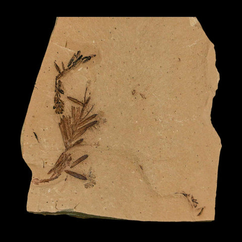 1.7" Detailed Fossil Plant Leafs Metasequoia Dawn Redwood Oligocene Age MT COA - Fossil Age Minerals