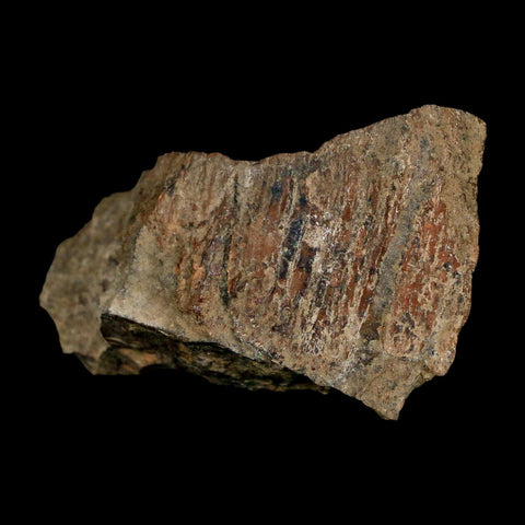 2.4" Tyrannosaurus Rex Fossil Bone Dinosaur Lance Creek Formation Wyoming COA