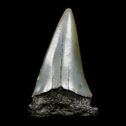 2" Quality Hastalis Mako Tooth Serrated Fossil Natural Miocene Age COA