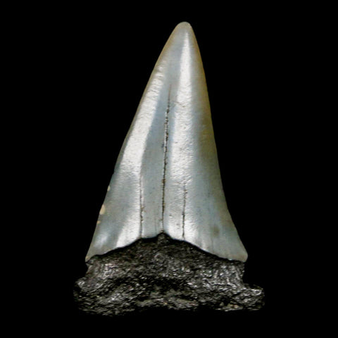 2" Quality Hastalis Mako Tooth Serrated Fossil Natural Miocene Age COA - Fossil Age Minerals