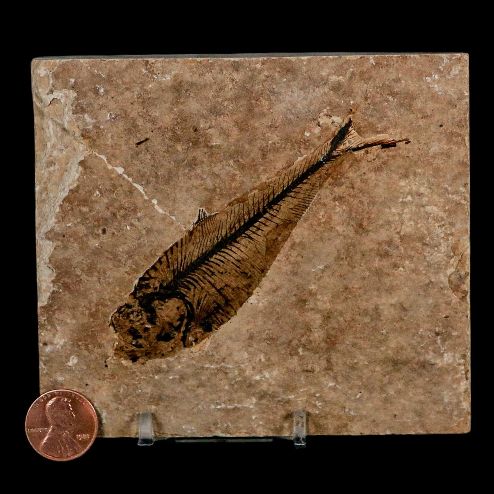 3.7" Diplomystus Dentatus Fossil Fish Green River FM WY Eocene Age COA, Stand - Fossil Age Minerals
