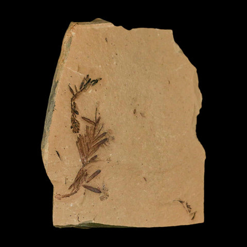 1.7" Detailed Fossil Plant Leafs Metasequoia Dawn Redwood Oligocene Age MT COA - Fossil Age Minerals